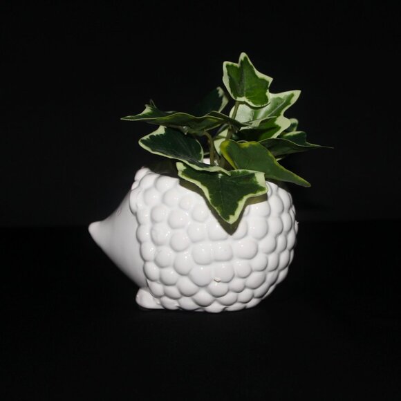 Hedgehog Plant Pot | Animal Flower Pot | Indoor Planter - Picture 3 of 8
